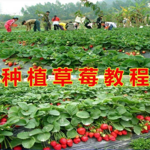 草莓种植技术全套视频教程大全科学培训方法经验大棚栽培教程资料-鑫杰虚拟电商货源网-虚拟货源产品网站