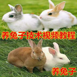 养兔子技术自学全套视频教程大全兔子养殖教程学畜牧养殖视频教程-鑫杰虚拟电商货源网-虚拟货源产品网站
